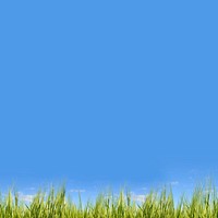 Blue sky background, grass field border