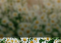 White daisy flower background