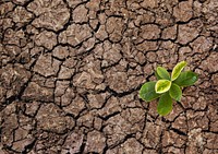 Growing plant background, on cracked ground