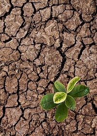 Growing plant background, on cracked ground