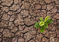 Growing plant background, on cracked ground