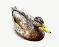 Swimming duck countryside farm animal collage element psd