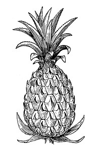 Pineapple in art