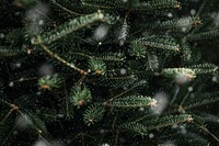 Green close-up Christmas tree background