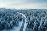 Road among Winter forest