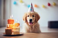 Dog birthday 