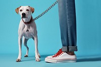 Leash dog footwear sneaker. 