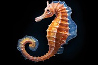 Seahorse animal invertebrate underwater. 