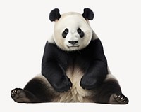 Cute panda sitting down