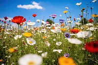 Spring flower field