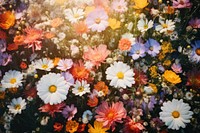 Vibrant wildflower meadow blooms image