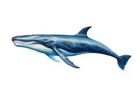 Animal mammal whale shark. AI generated Image by rawpixel.