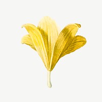 Yellow lilium parryi flower illustration psd