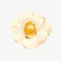 White camellia japonica flower illustration psd