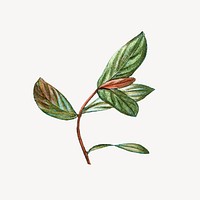 Leaf illustration, aesthetic element vector