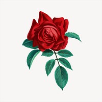 Red rose flower, vintage illustration psd