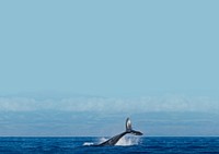 Whale in ocean background design