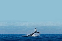 Whale in ocean background design