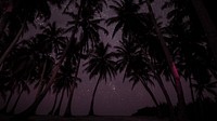 Palm trees at night desktop wallpaper