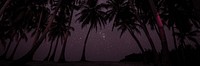 Palm trees at night background for banner