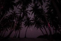 Palm trees at night background design