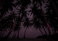 Palm trees at night background design