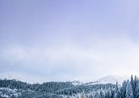 Winter forest sky background, nature photo