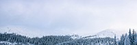 Winter forest sky background, nature photo