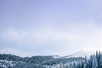 Winter forest sky background, nature photo