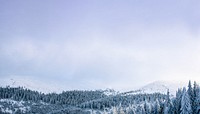 Winter forest sky background, nature photo