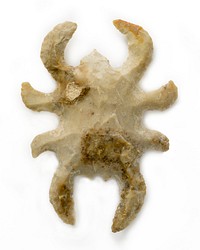 Eccentric Flint in Form of an Insect