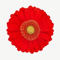 Bright red daisy flower psd