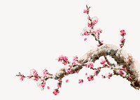 Cherry blossom tree, vintage painting by G.A. Audsley-Japanese illustration. Remixed by rawpixel.