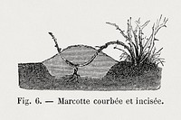 Curved and incised layer of a plant, vintage botanical illustration by Fran&ccedil;ois-Fr&eacute;d&eacute;ric Grobon.  Public domain image from our own 1873 edition original copy of Les roses: Histoire, Culture, Description. Digitally enhanced by rawpixel.