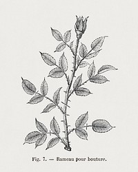 Twig for rose cutting, vintage thorned branch illustration  by François-Frédéric Grobon. Public domain image from our own 1873 edition original copy of Les roses: Histoire, Culture, Description. Digitally enhanced by rawpixel.