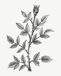 Rose twig, branch, vintage botanical collage element psd  by François-Frédéric Grobon. Remixed by rawpixel.