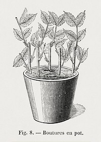 Vintage potted plant, botanical illustration  by François-Frédéric Grobon. Public domain image from our own 1873 edition original copy of Les roses: Histoire, Culture, Description. Digitally enhanced by rawpixel.