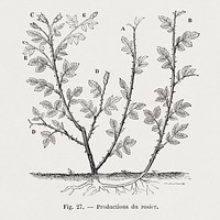 Production of rose bush, vintage botanical illustration by François-Frédéric Grobon. Public domain image from our own 1873 edition original copy of Les roses: Histoire, Culture, Description. Digitally enhanced by rawpixel.