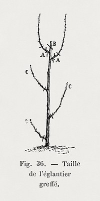 Pruning of the grafted rosehip, vintage botanical illustration by Fran&ccedil;ois-Fr&eacute;d&eacute;ric Grobon. Public domain image from our own 1873 edition original copy of Les roses: Histoire, Culture, Description. Digitally enhanced by rawpixel.