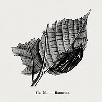 Cockchafer on a leaf, vintage insect illustration by François-Frédéric Grobon. Public domain image from our own 1873 edition original copy of Les roses: Histoire, Culture, Description. Digitally enhanced by rawpixel.