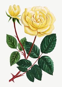 Yellow rose, vintage French flower collage element psd  by François-Frédéric Grobon. Remixed by rawpixel.