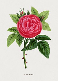 John Hopper rose, vintage flower illustration by François-Frédéric Grobon. Public domain image from our own 1873 edition original copy of Les roses: Histoire, Culture, Description. Digitally enhanced by rawpixel.