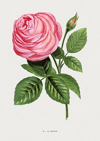 French rose, vintage flower illustration by François-Frédéric Grobon. Public domain image from our own 1873 edition original copy of Les roses: Histoire, Culture, Description. Digitally enhanced by rawpixel.