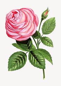 Pink rose, French flower vintage illustration by François-Frédéric Grobon. Remixed by rawpixel.