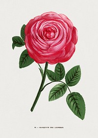 Marquise des Ligneris rose, vintage flower illustration by François-Frédéric Grobon. Public domain image from our own 1873 edition original copy of Les roses: Histoire, Culture, Description. Digitally enhanced by rawpixel.