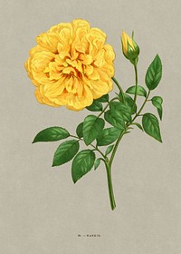 Nankin rose, vintage flower illustration by François-Frédéric Grobon. Public domain image from our own 1873 edition original copy of Les roses: Histoire, Culture, Description. Digitally enhanced by rawpixel.