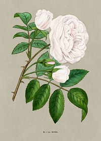 La Biche rose, vintage flower illustration by François-Frédéric Grobon. Public domain image from our own 1873 edition original copy of Les roses: Histoire, Culture, Description. Digitally enhanced by rawpixel.