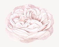 Light pink rose, French flower vintage illustration by François-Frédéric Grobon. Remixed by rawpixel.