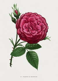 Triumph of The Rose Exhibition, vintage flower illustration by François-Frédéric Grobon. Public domain image from our own 1873 edition original copy of Les roses: Histoire, Culture, Description. Digitally enhanced by rawpixel.