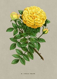 Persian Yellow rose, vintage flower illustration by Fran&ccedil;ois-Fr&eacute;d&eacute;ric Grobon. Public domain image from our own 1873 edition original copy of Les roses: Histoire, Culture, Description. Digitally enhanced by rawpixel.